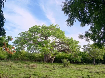 Residential Land for sale in Vipingo, Kilifi County