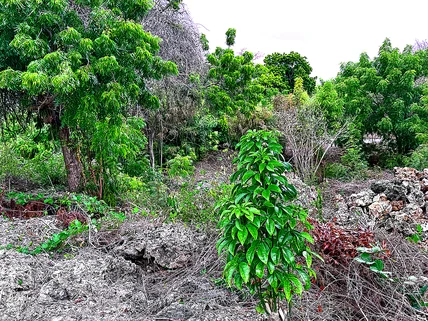 Land for sale in Diani, Kwale County