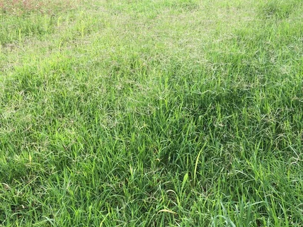 Land for sale in Nyari, Westlands
