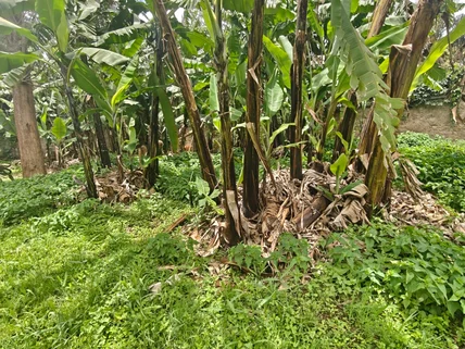 Land for sale in Garden Estate, Roysambu