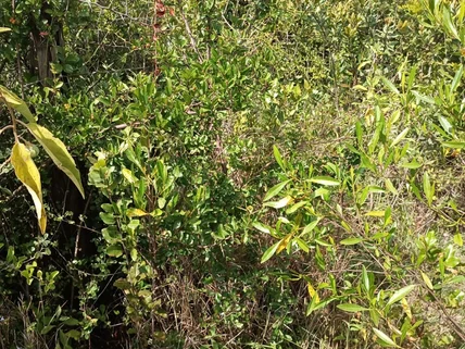 Land for sale in Nyeri