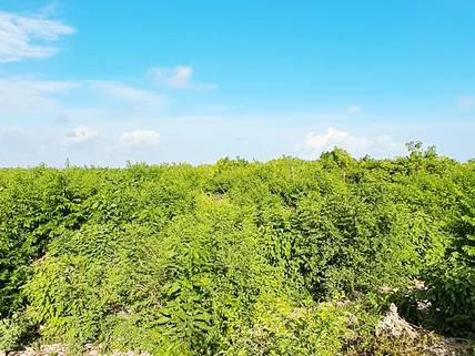 Land for sale in Watamu, Kilifi County