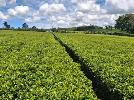 Residential Land for sale in Tigoni, Limuru