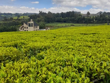 Land for sale in Tigoni, Limuru