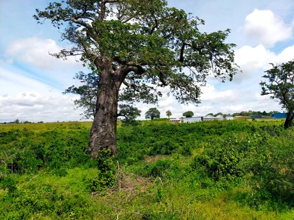 Land for sale in Kilifi, Kilifi County