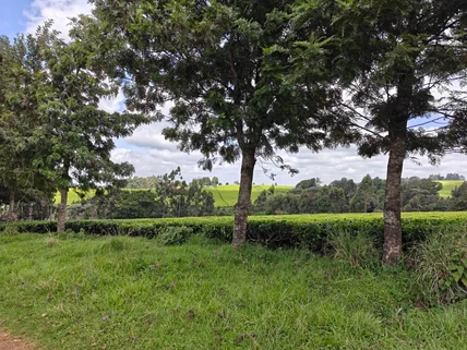 Land for sale in Tigoni, Limuru