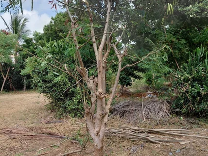 Land for sale in Watamu, Kilifi County