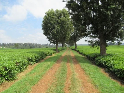 Commercial Land for sale in Cianda, Kiambu County