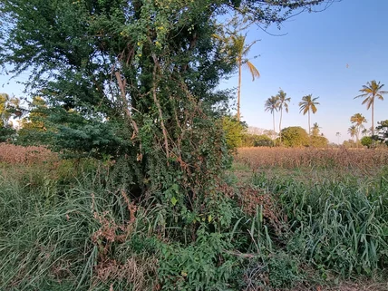 Land for sale in Mtwapa, Kilifi County