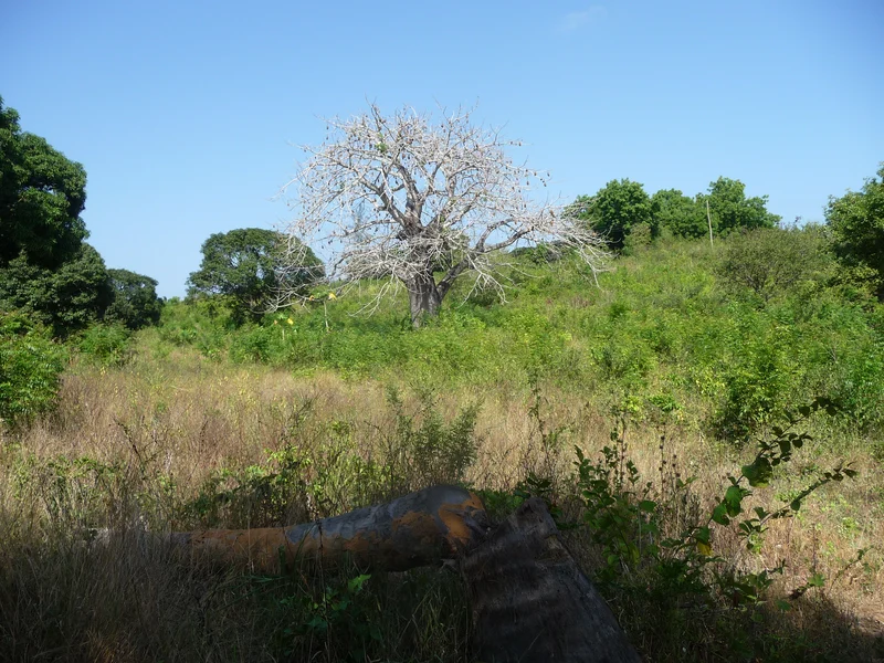 Land for sale in Mtwapa