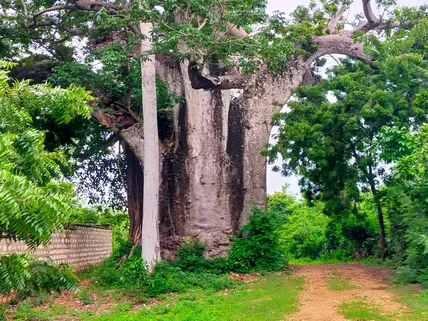 Land for sale in Vipingo, Kilifi County