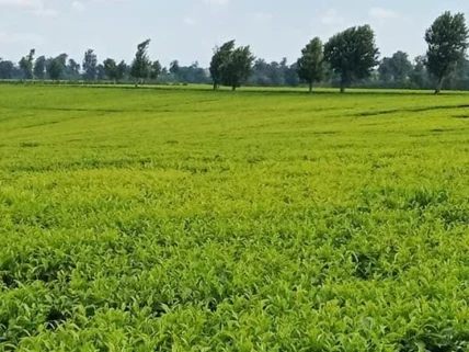 Land for sale in Isinya, Kajiado County