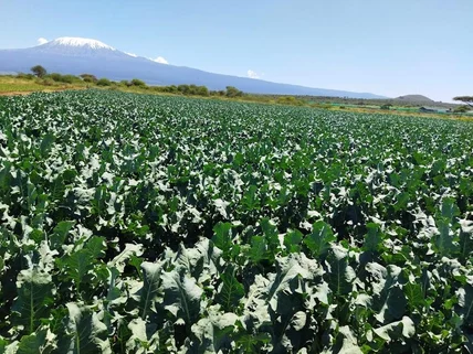 Land for sale in Kajiado, Kajiado County
