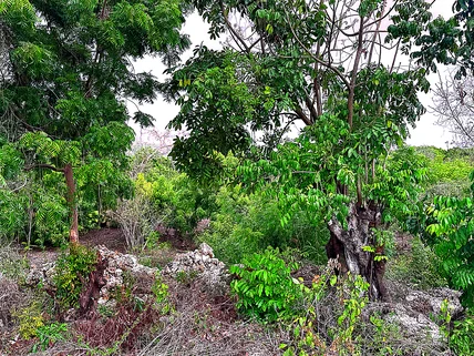 Residential Land for sale in Vipingo, Kilifi County