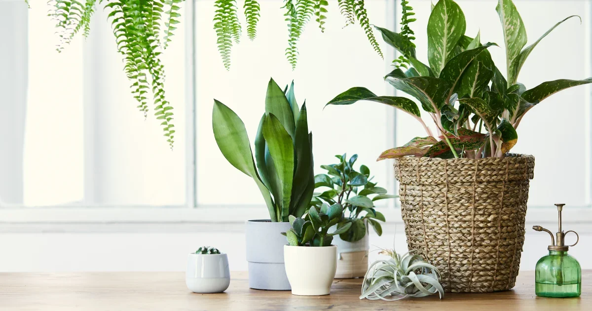 Plants improve the air quality and remove toxins from the air