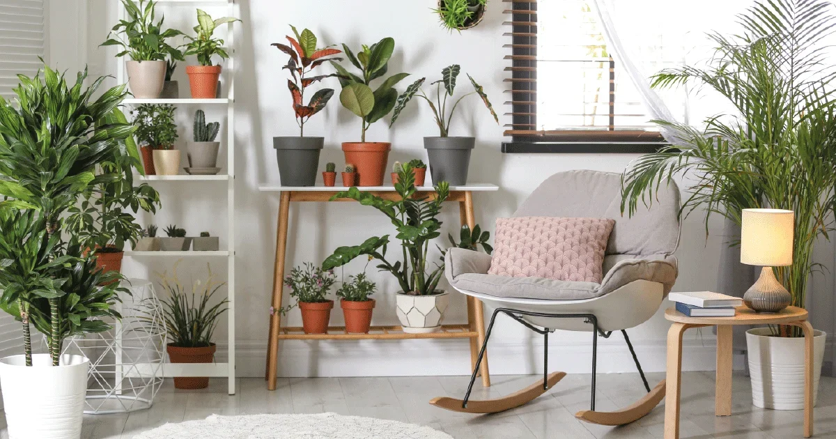 plants on shelf