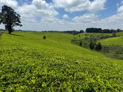 Residential Land for sale in Tigoni, Limuru