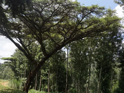 Residential Land for sale in Tigoni, Limuru